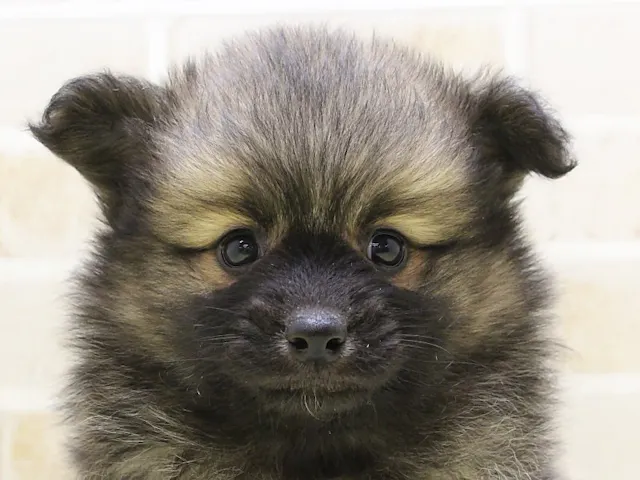 熊本県のハーフ犬・ミックス犬 (ペッツワン熊本宇土店/2025年3月13日生まれ/男の子/オレンジ)の子犬
